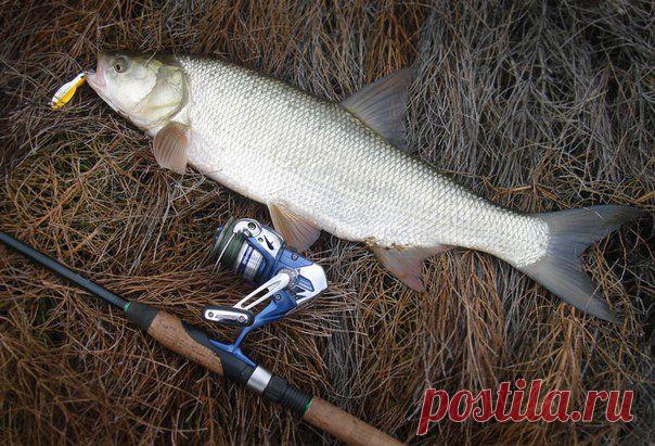 Жерех / Богатая добыча