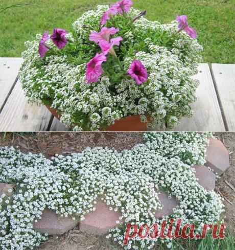 ЛОБУЛЯРИЯ — ПЫШНЫЙ ЦВЕТУЩИЙ КОВЕР