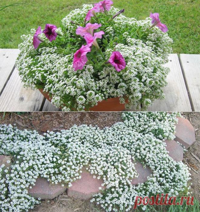 ЛОБУЛЯРИЯ — ПЫШНЫЙ ЦВЕТУЩИЙ КОВЕР