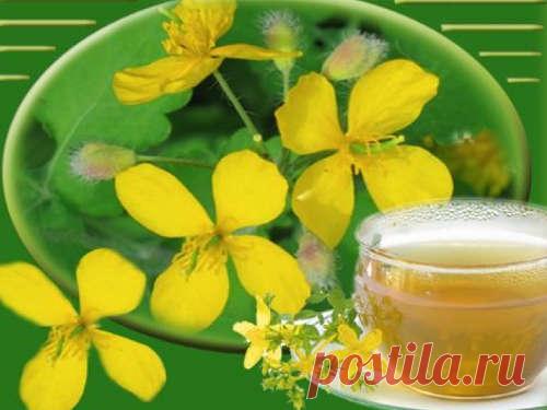 Лечение чистотелом: настойки, рецепты и свойства