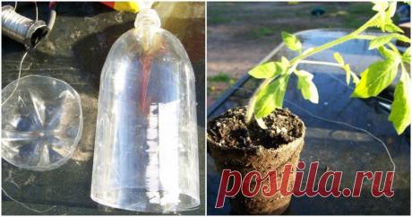 Необычный способ выращивания помидоров прямо на балконе ...