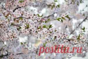 Специалист по туризму : Сеул отметит цветение вишни фестивалем