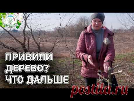 уход за деревом после прививки