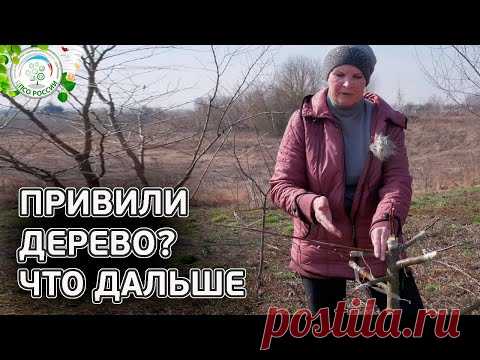 уход за деревом после прививки