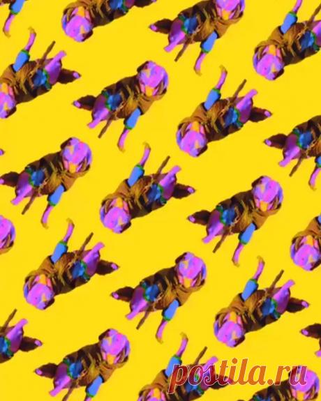 Chris Pelk в Instagram: «@thisissabio ⚡️🐕⚡️ Follow for Wallpaper filter/effect: @chrispelk  Make your own Digital Art: Follow me and my effects/filters ✨ will…» 2,465 отметок «Нравится», 8 комментариев — Chris Pelk (@chrispelk) в Instagram: «@thisissabio ⚡️🐕⚡️ Follow for Wallpaper filter/effect: @chrispelk  Make your own Digital Art:…»