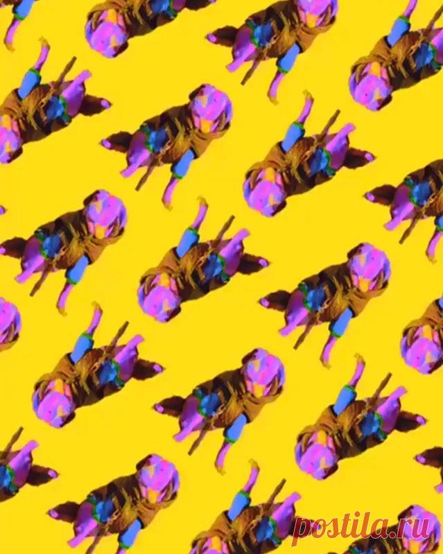 Chris Pelk в Instagram: «@thisissabio ⚡️🐕⚡️ Follow for Wallpaper filter/effect: @chrispelk  Make your own Digital Art: Follow me and my effects/filters ✨ will…» 2,465 отметок «Нравится», 8 комментариев — Chris Pelk (@chrispelk) в Instagram: «@thisissabio ⚡️🐕⚡️ Follow for Wallpaper filter/effect: @chrispelk  Make your own Digital Art:…»