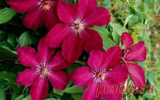 КЛЕМАТИСЫ ЛЮБЯТ МОЛОКО 
Чтобы заставить эти лианы обильно и долго цвести, опытные цветоводы используют простые хитрости!
Двухразовое питание
За лето клематисы наращивают огромную массу побегов, листьев, а затем и цветов, поэтому питание для них стоит на первом месте. Подкармливать эти лианы надо два раза в месяц небольшими порциями. И удобрение обязательно должно быть в жидком виде!
Первую подкормку дают в мае, когда начинают отрастать побеги. Лучшие удобрения в это время - аммиачная селитра