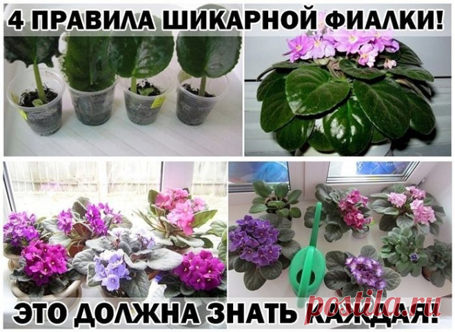 ПРАВИЛА ШИКАРНОЙ ФИАЛКИ! (справа прокрутка!)