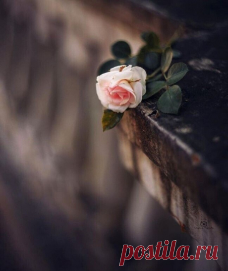 i (648×768)