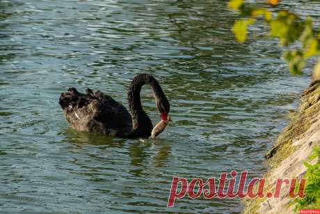 Фото: Достойный улов.... Фотограф любитель Николай Гирш. Фото животных. Фотосайт Расфокус.ру