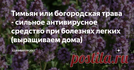 Тимьян или богородская трава - сильное антивирусное средство при болезнях легких (выращиваем дома) О свойствах тимьяна, как вырастить из семян.