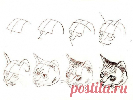 Рисуем кота карандашом.