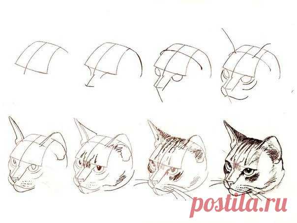 Рисуем кота карандашом.