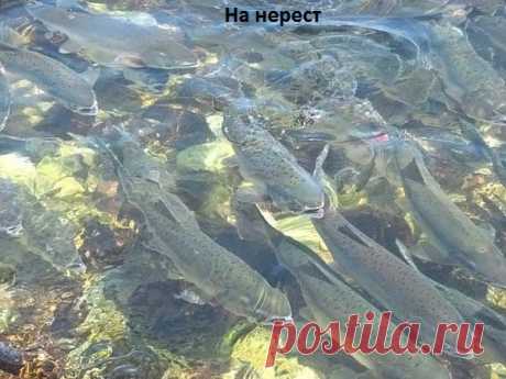 торопимся...