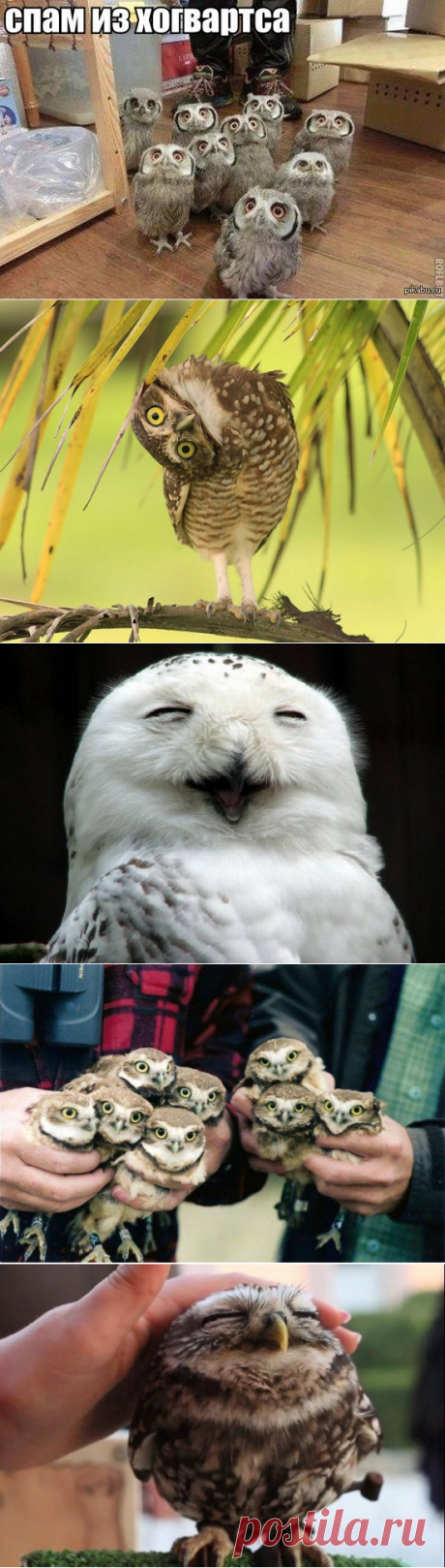Забавные фото, которыми совы определенно могут гордиться — смотрим и восклицаем "Браво!"