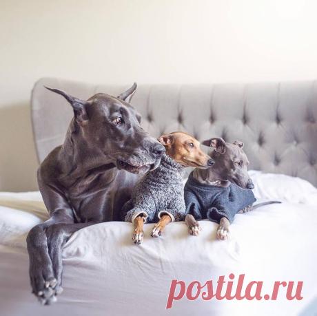 Милые фотографии животных Эти фотографии животных не оставят вас равнодушными Загрузка...