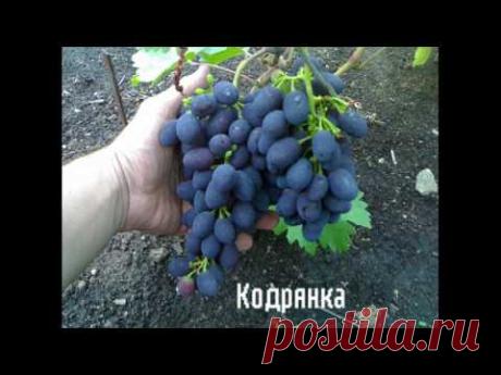 10 ЛУЧШИХ СОРТОВ ВИНОГРАДА.