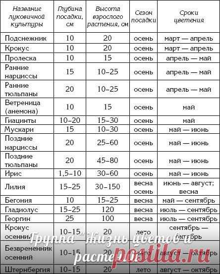 Глубина посадки луковичных и клубнелуковичных