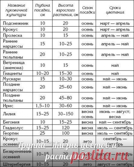 Глубина посадки луковичных и клубнелуковичных