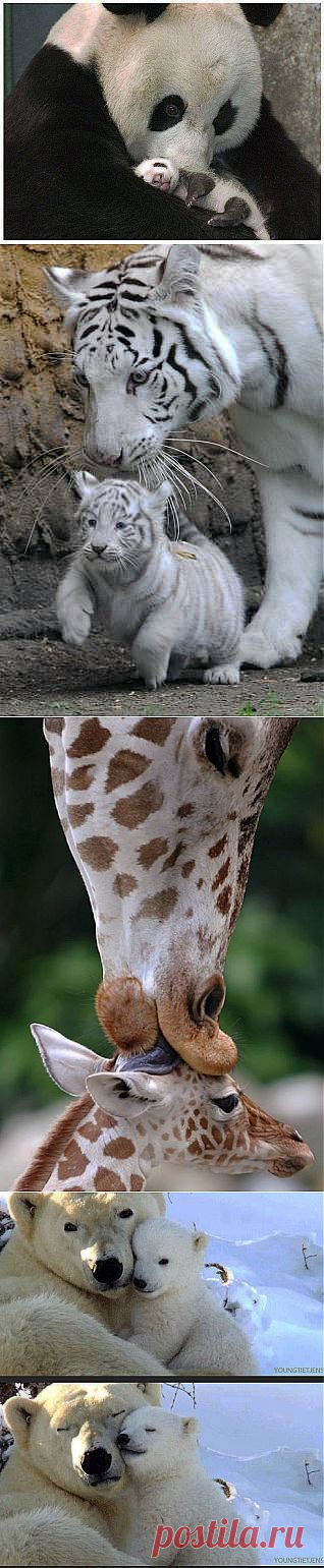 Татьяна Крюкова: котейки | Postila.ru