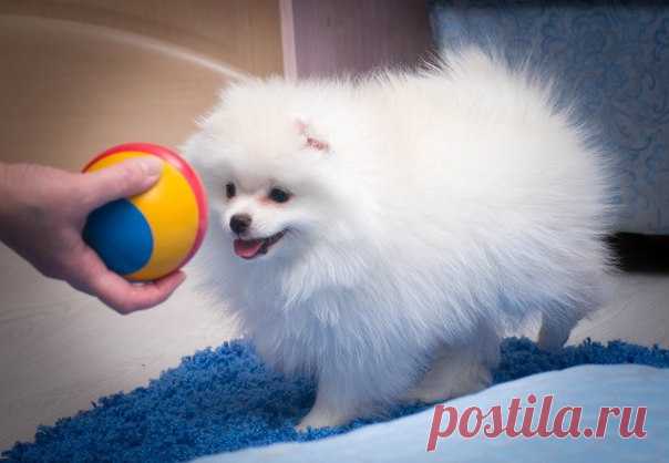 @СОБАКИ И КОШКИ ВКОНТАКТЕ (продам и куплю)@