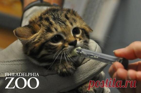 Я не могу перестать улыбаться. Черноногая кошка, самая маленькая кошка в мире, открыта для публики (Филадельфийский зоопарк, США): Carapia
