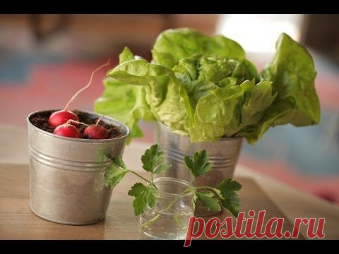 Как выращивать овощи и фрукты