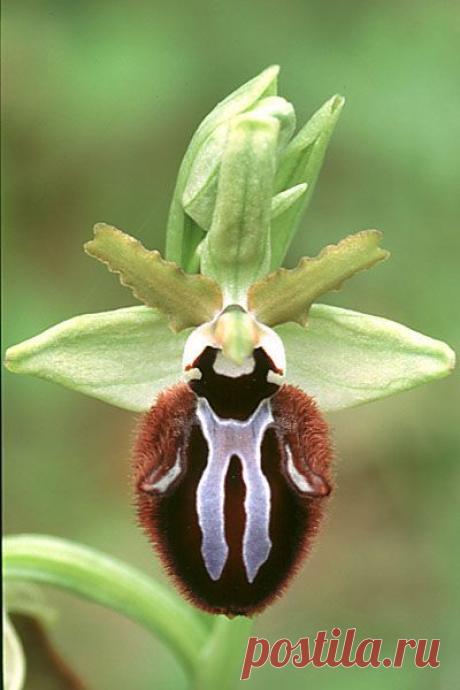 Orchid: Ophrys Incubacea Bianca | Nature :: Orchids