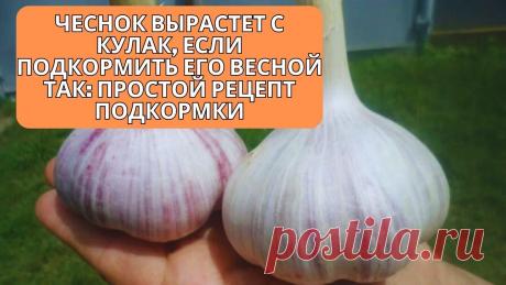 Чеснок вырастет с кулак, если подкормите его так!