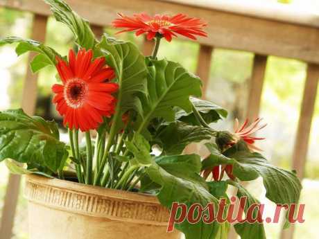 15 комнатных растений, улучшающих воздух / Домашние растения / 7dach.ru