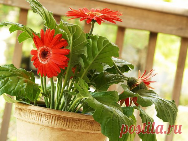 15 комнатных растений, улучшающих воздух / Домашние растения / 7dach.ru