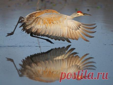 Потрясающий кадр! | НАУКА И ЖИЗНЬ