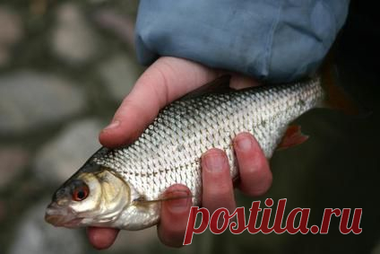 Ловля плотвы в / Богатая добыча