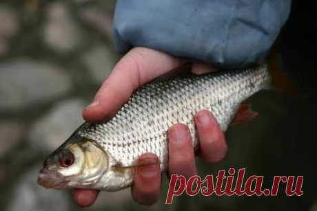 Ловля плотвы в / Богатая добыча