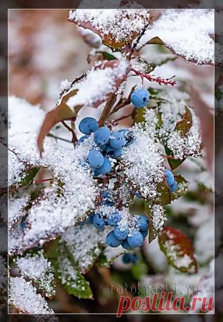 Цветы под снегом...