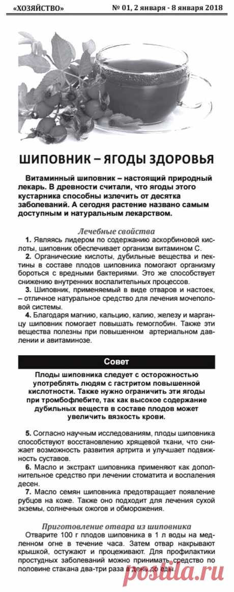Шиповник - ягоды здоровья