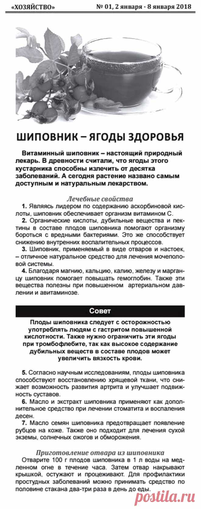 Шиповник - ягоды здоровья
