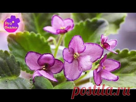 Как ПОЛИВАТЬ ФИАЛКИ ЛЕТОМ?  3 ОЧЕНЬ ВАЖНЫХ СОВЕТА!