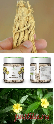 Травы для потенции — натуральные и без рецепта. Какие выбрать?