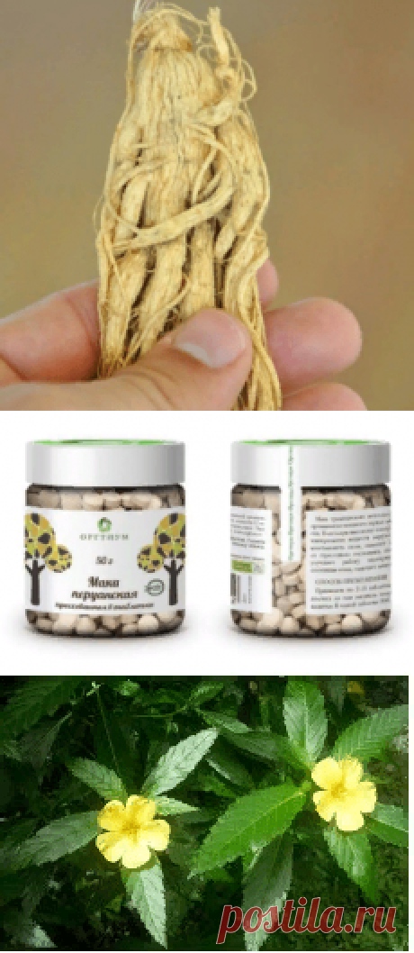 Травы для потенции — натуральные и без рецепта. Какие выбрать?