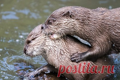 Морской бой каланов у берегов Курил попал на видео. У берегов Курильских островов каланы устроили настоящий морской бой. На кадрах видно, как пара животных забирается на камень, затем сцепляется в схватке и падает в воду. Очевидец уточнил, что после непродолжительного конфликта каланы присоединились к отдыхающим сородичам. Что послужило причиной стычки, неизвестно.