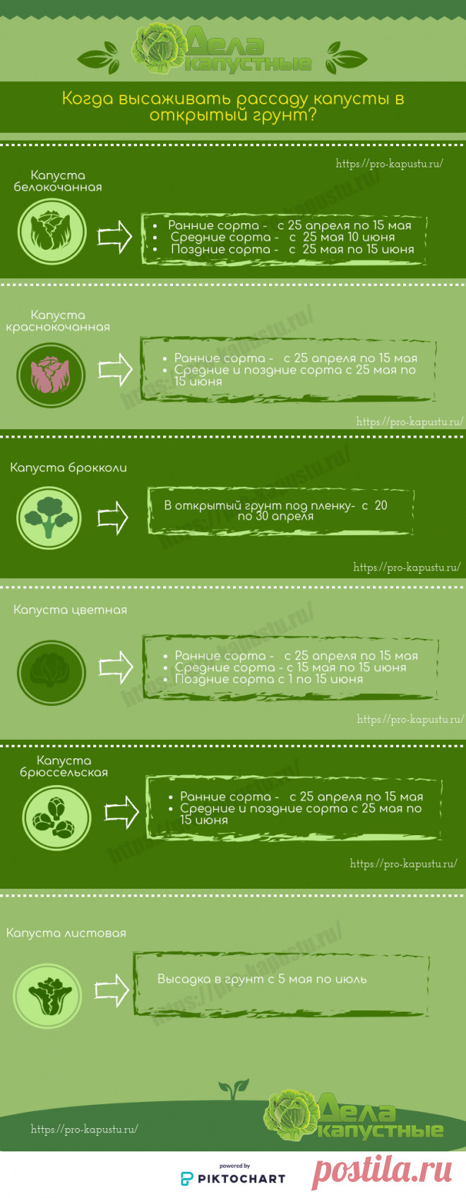 Когда высаживать рассаду капусты в открытый грунт - сроки