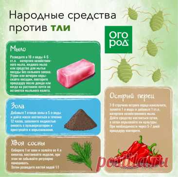 Народные средства против тли