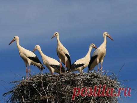 Народные приметы про птиц: к счастью или беде