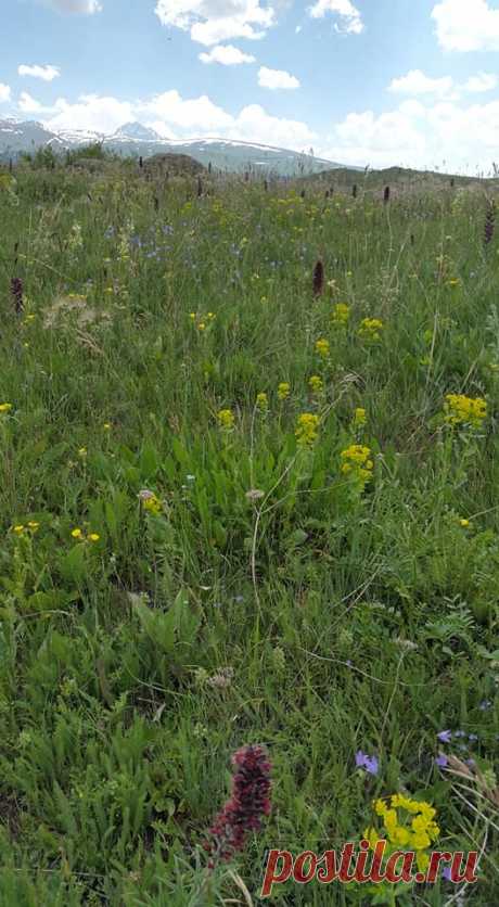 Ծաղկունք🌼
Յուրահատուկ հմայք,հոտ ու տեսք ունեն նաև հայրենի իմ բնաշխարհի ալպիական ծաղիկները....այս անմահական գեղեցկությունը տեսնելու համար ասում են մի փոքր էլ քո մեջ պետք է կրես այդ գեղեցիկից:
Գեղեցիկը դա ձևի և բովանդակության ներդաշնակությունն է:Գեղեցիկը պետք է տեսնել ամենուր, ամեն ինչում...ու մեր կյանքում: Գեղեցիկ ապրելը մեծագույն հաճույք է

Լուսավորիչ Դիդրոն գեղեցիկի մասին ասել է.«Մարդու կամքից անկախ ամեն ինչ գեղեցիկ է»: