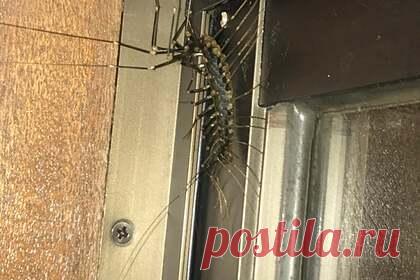 Мужчина нашел у себя дома полуметровую многоножку и напугал пользователей сети. Житель Японии обнаружил в своей квартире гигантскую многоножку. Мужчина опубликовал фотографию членистоногого в Reddit. Пользователей напугало это изображение. Выяснилось, что это обыкновенная мухоловка. Она не представляет опасности для человека и предпочитает избегать его.