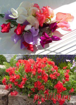 Душистый горошек | Для дачников.ру