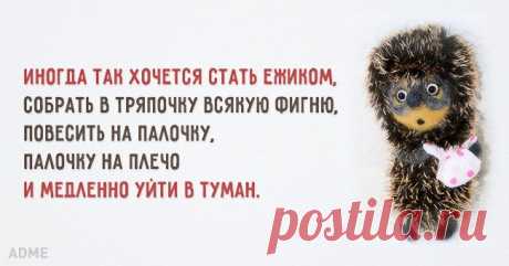 Иногда так хочется стать ежиком
