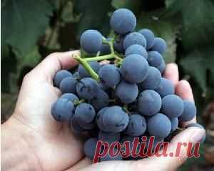 За 3 дня теряется 2 килограмма лишнего веса: виноградная диета — Диеты со всего света