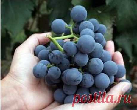 За 3 дня теряется 2 килограмма лишнего веса: виноградная диета — Диеты со всего света